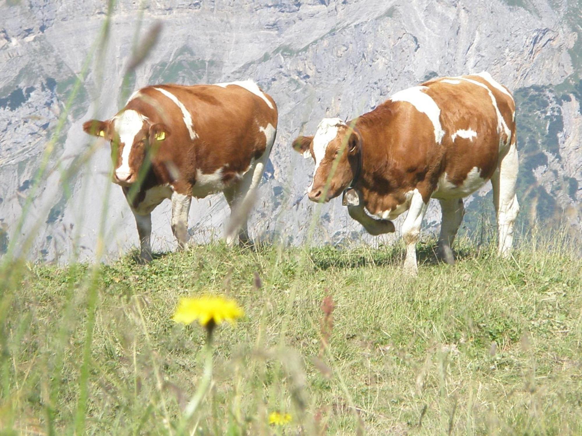 Hotel Jaeger Zillertal 3*